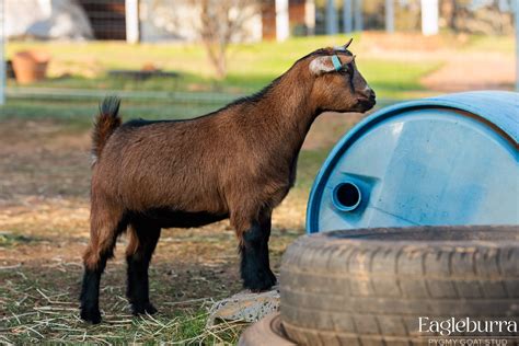miniature goat breeders association.